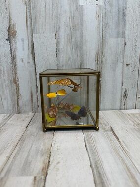 Framed Real Butterfly Specimen Glass Display Case Brass Vintage Style